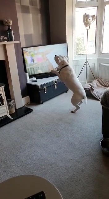 Dog Runs Into TV to Catch Animals on Screen | Jukin Licensing