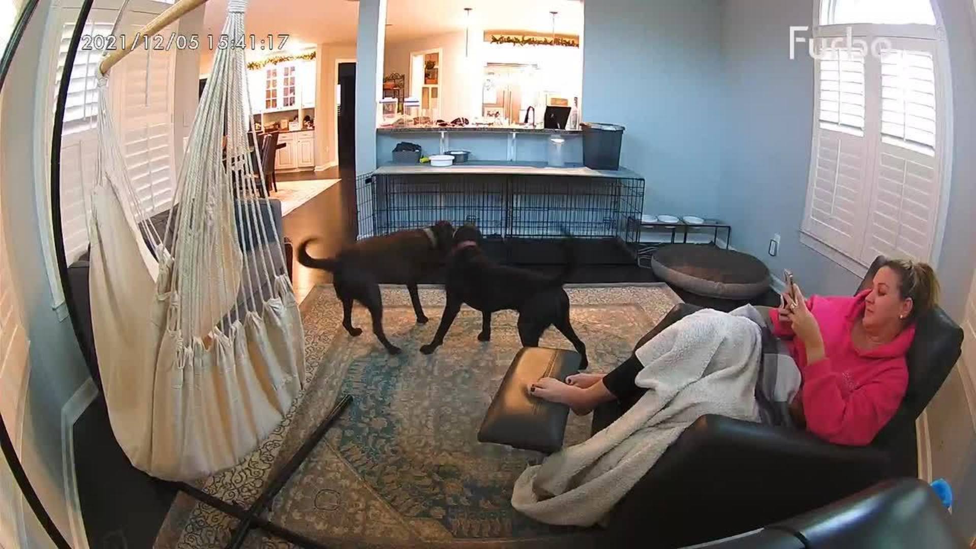 Dog Jumps on Owner Resting on Recliner in Excitement and Ends up
