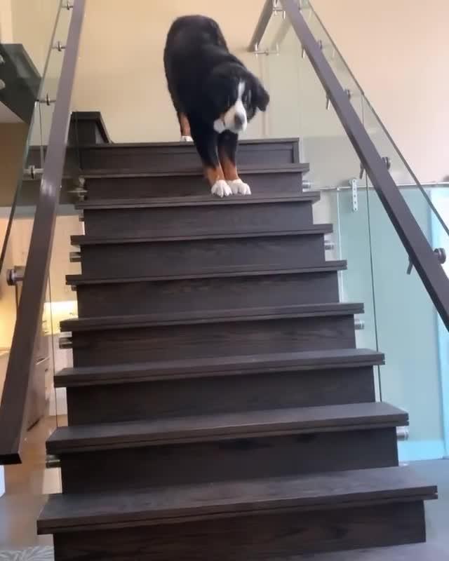 Dog Hops Downs Stairs to Go for a Walk Jukin Licensing