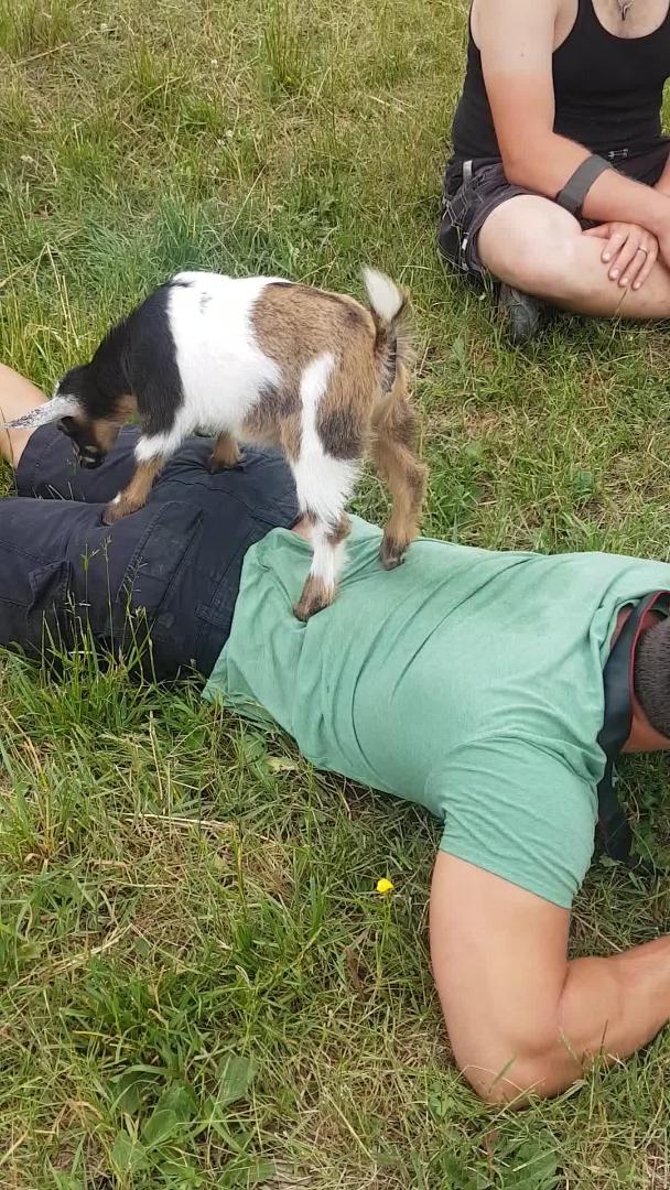 Baby Goat Jumps on Man's Back Jukin Licensing