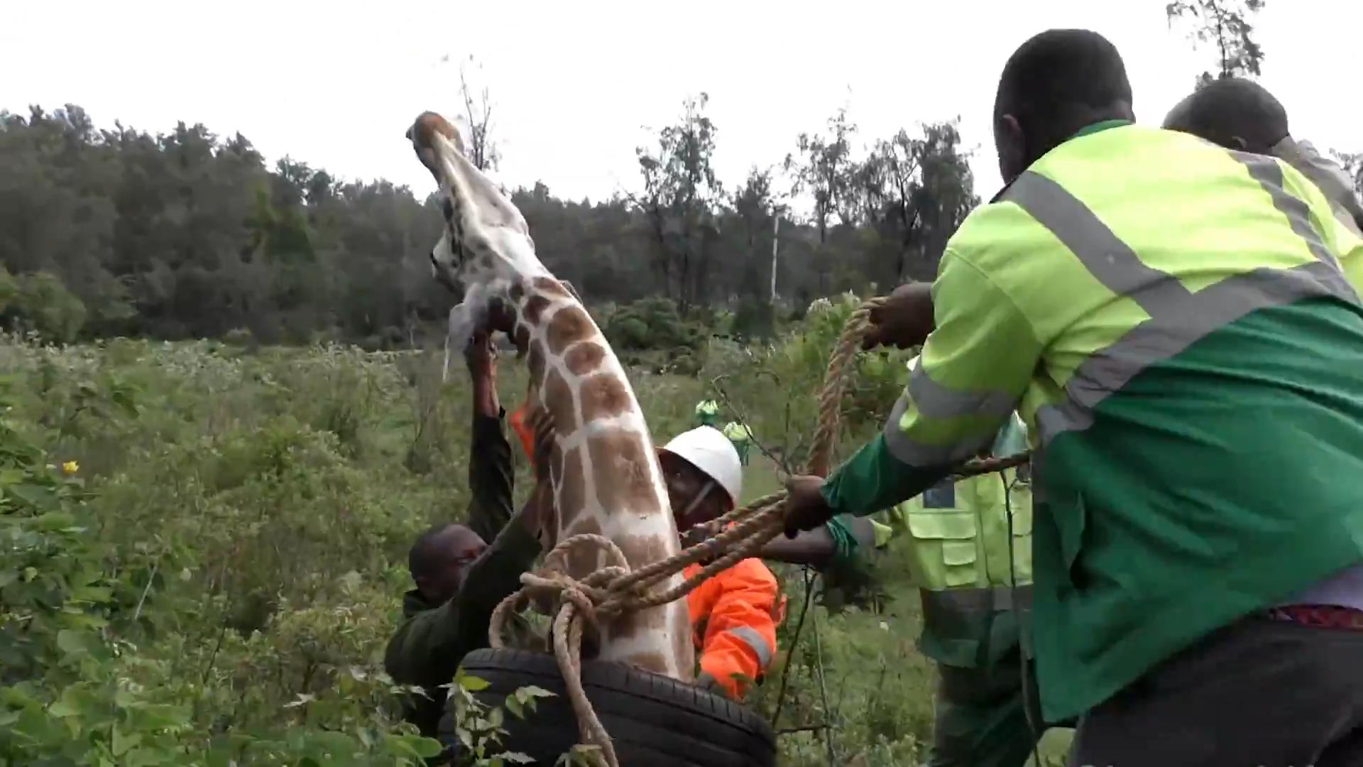 Giraffe Rescued By Wildlife Vet Team Jukin Licensing