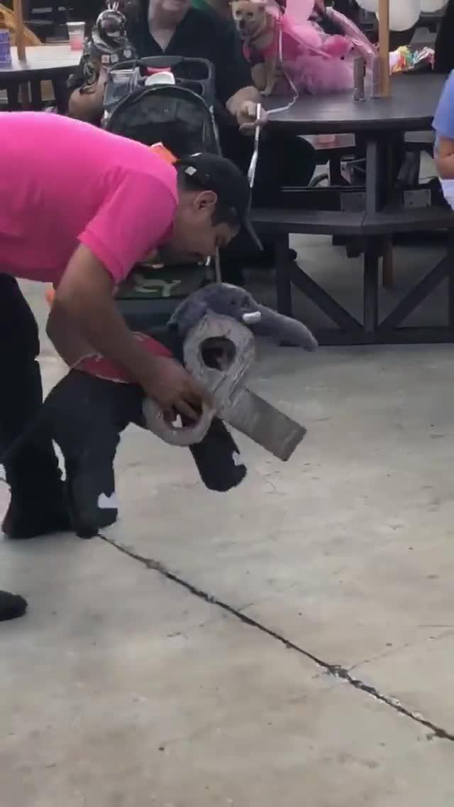 Dog in Elephant Costume Acts like WindUp Toy Jukin Licensing