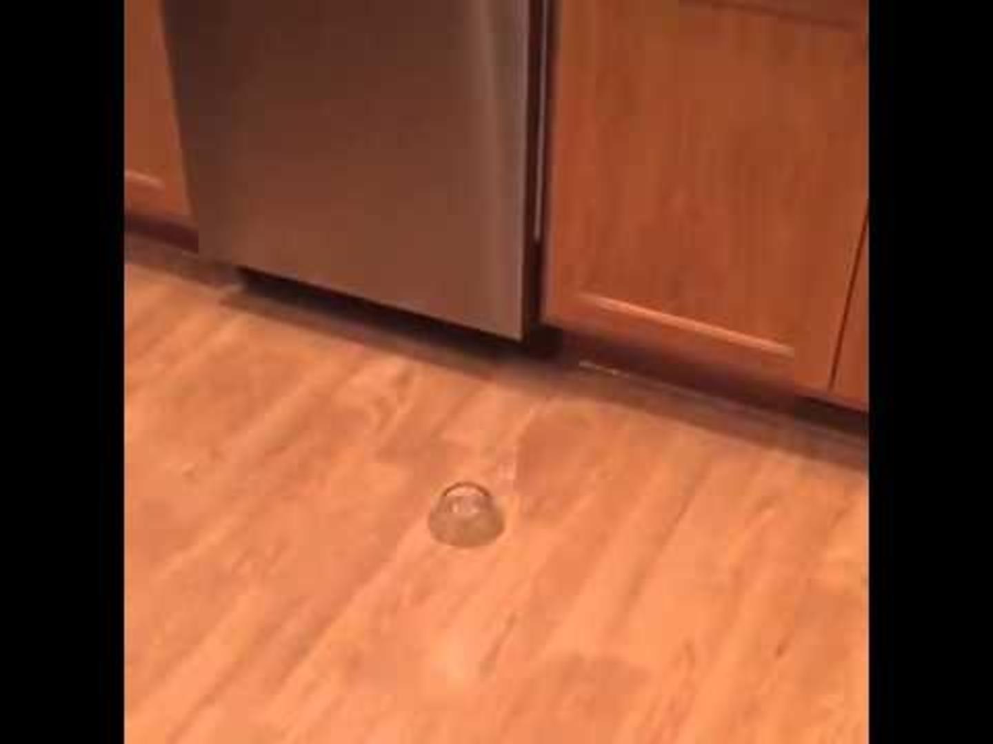 Cat Pushes Water Bowl Jukin Licensing