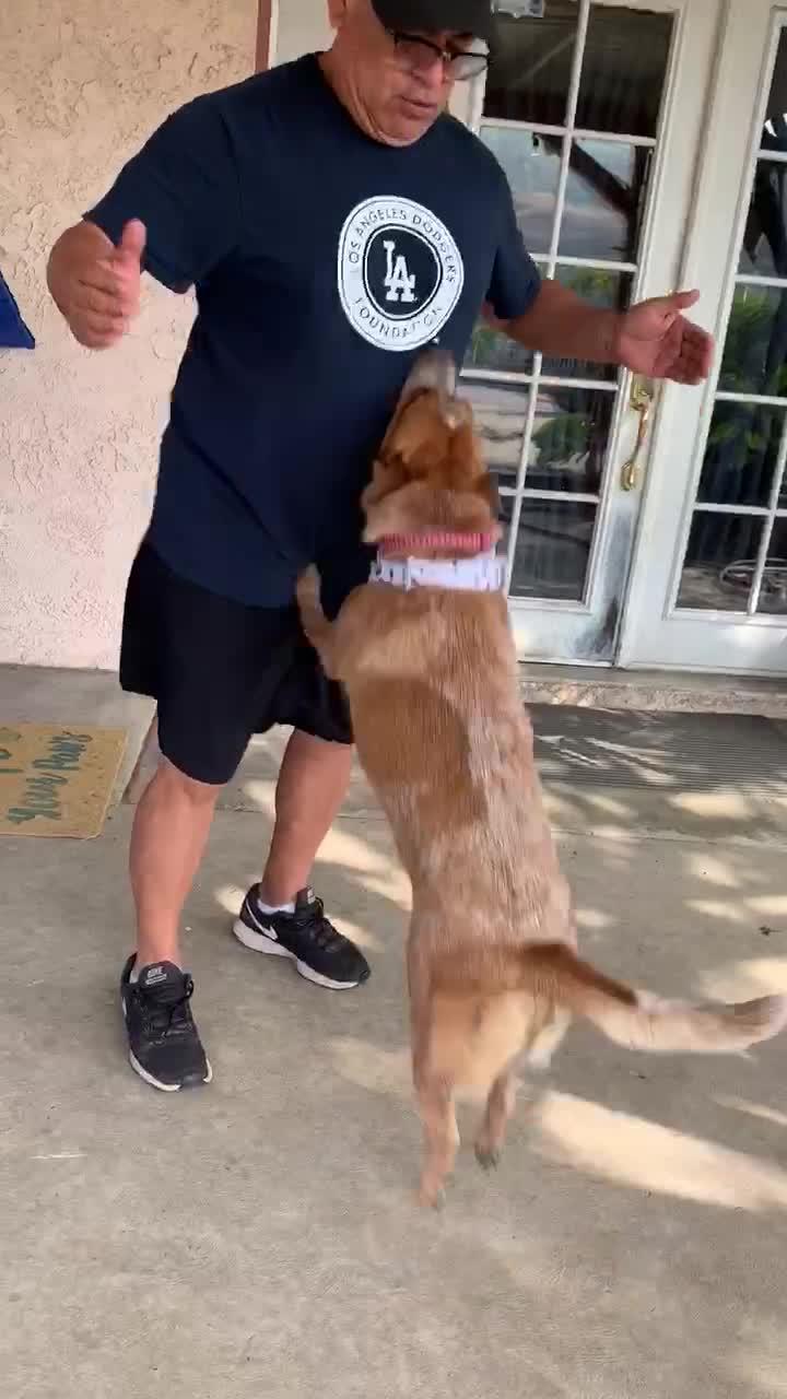 Dog Jumps To Give Chest Bumps To Owner Jukin Licensing
