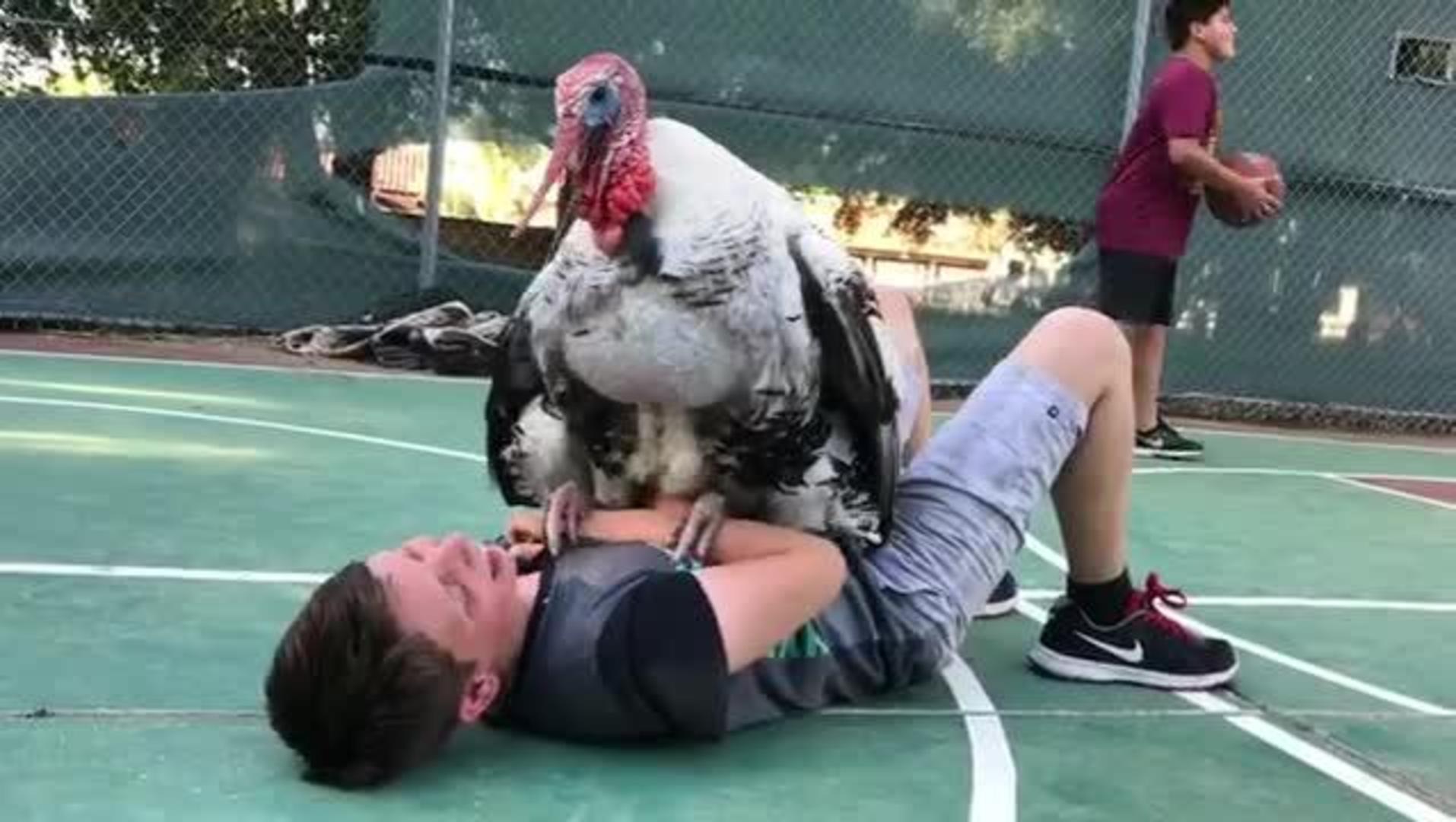 Turkey Tickles Boy Jukin Licensing