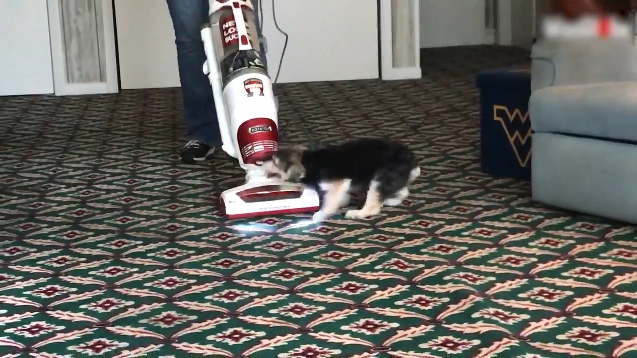 Angry Dog Attacks Vacuum Cleaner While Owner Cleans Carpet Jukin