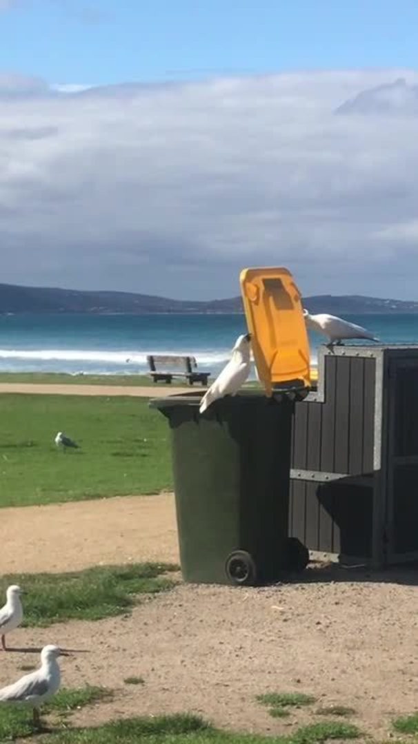 Cockatoo is Good at Opening Garbage Cans Jukin Licensing