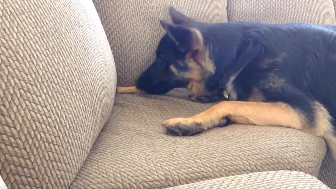 To Bury Bone In Couch Is Big Task Jukin Licensing