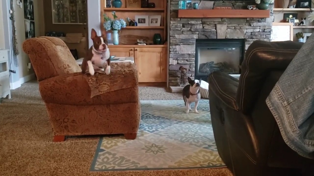 Dog Acts Crazy and Runs Around Sofa Due to Zoomies Jukin Licensing
