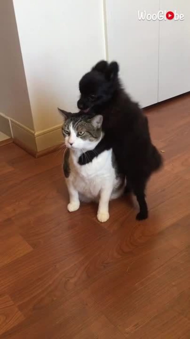 Dog Tries to Excitedly Hump Unbothered Cat Jukin Licensing
