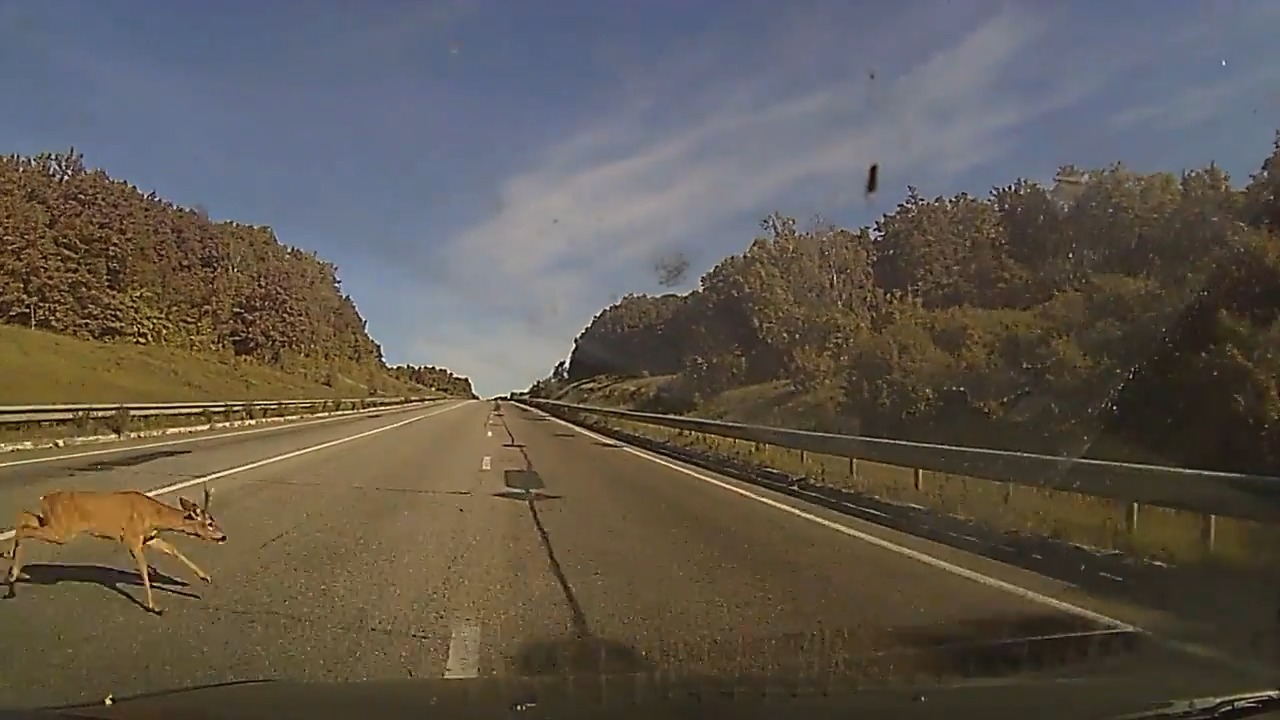 Deer Encounter Jukin Licensing