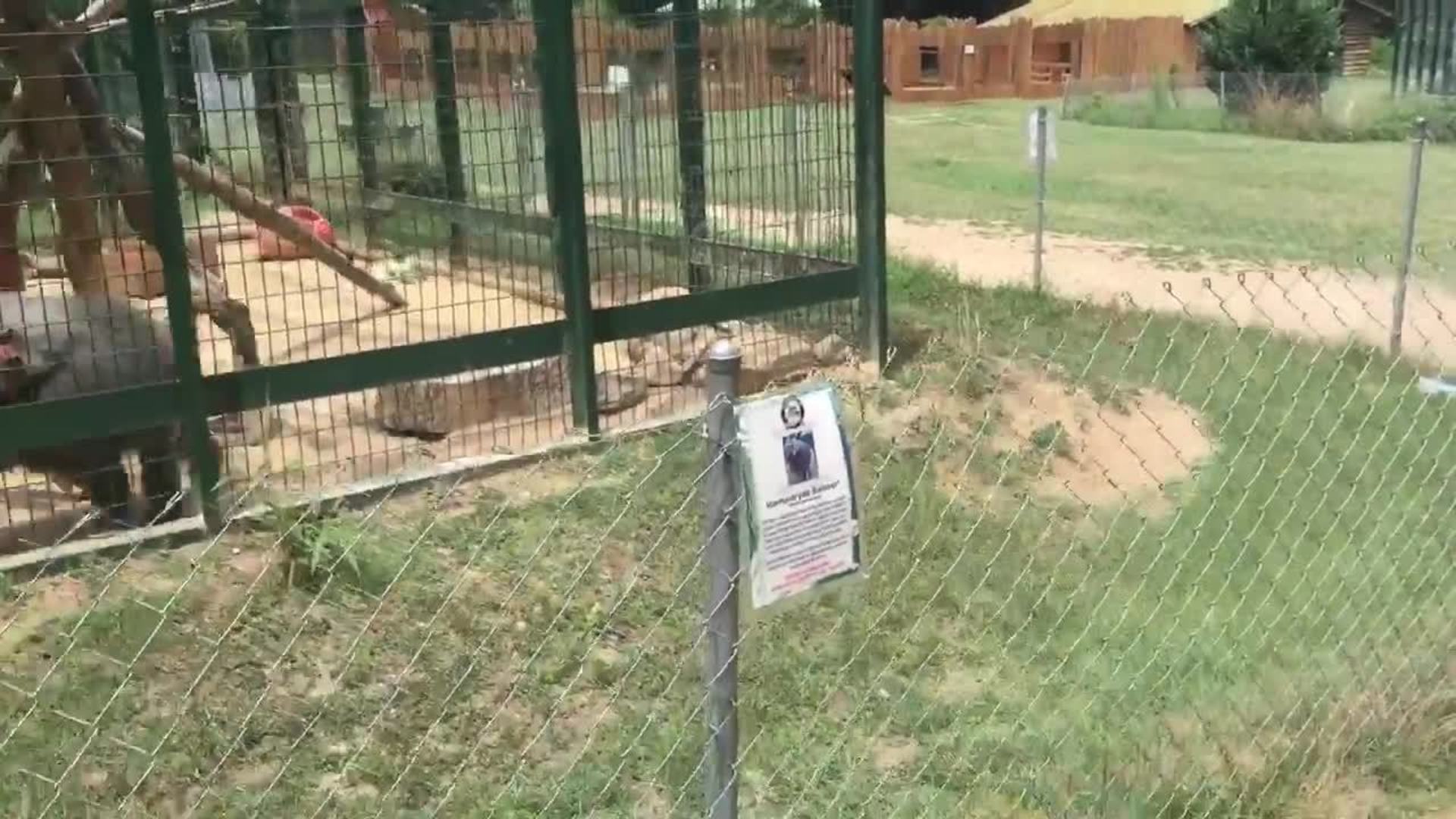 Monkey Throwing Poop at Kids Jukin Licensing