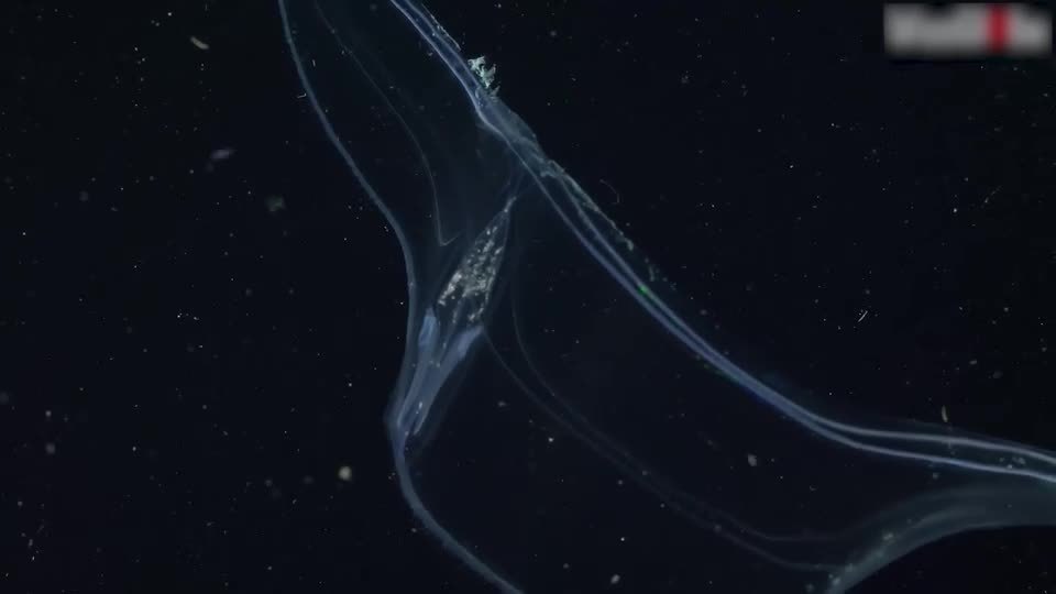 Marine Biologist Observes Comb Jelly Swimming In Sea Jukin Licensing