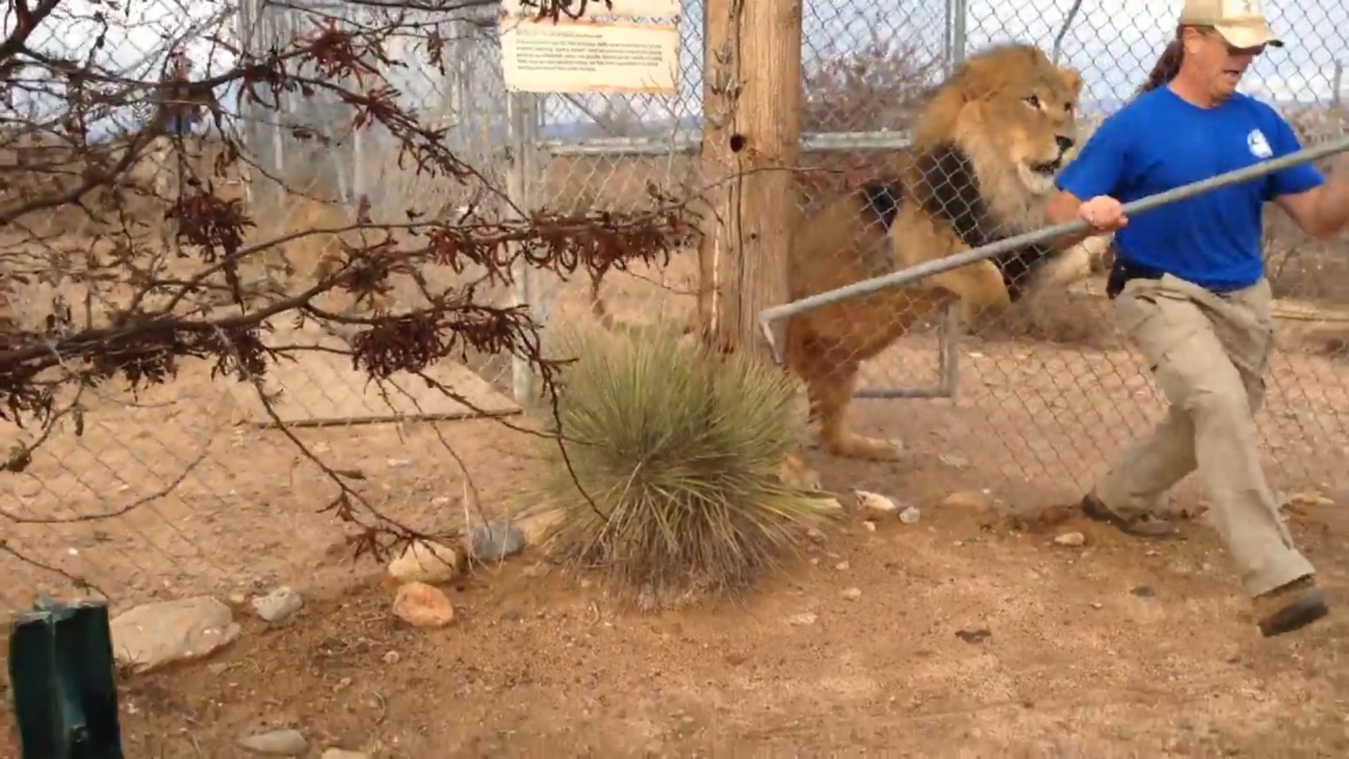 на детскую площадку пришел разъяренный лев. на детскую площадку пришел разъяренный лев. лев фильм 2016. лев испугался и пригнулся. львов мр.