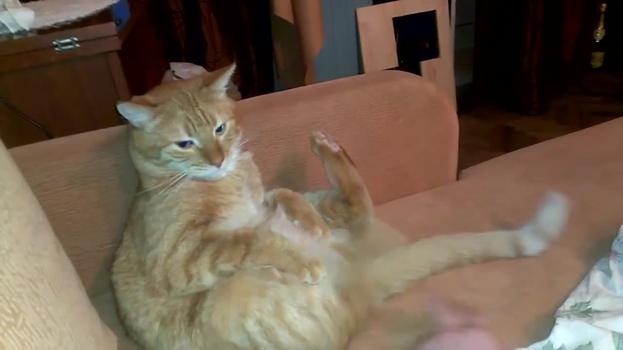 Cat Kicks Himself In Face Repeatedly Jukin Licensing