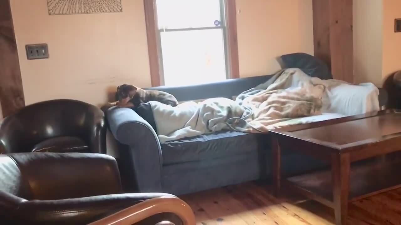 Dog Pushes Pillow Off Couch to Make Place For Self Jukin Licensing
