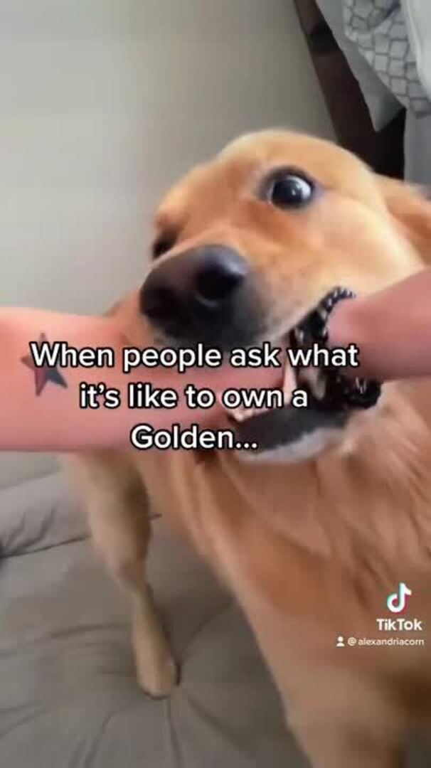 Dog Leads Owner by Holding Wrist in Mouth Jukin Licensing