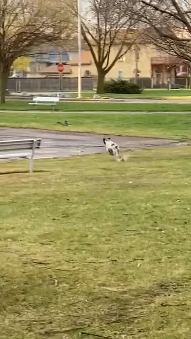 Dog Slips and Falls While Chasing After Ducks Jukin Licensing
