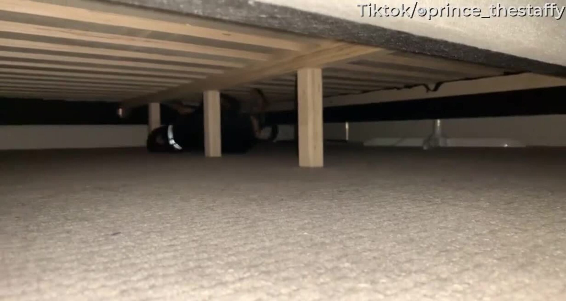 Upside Down Zoomies Jukin Licensing