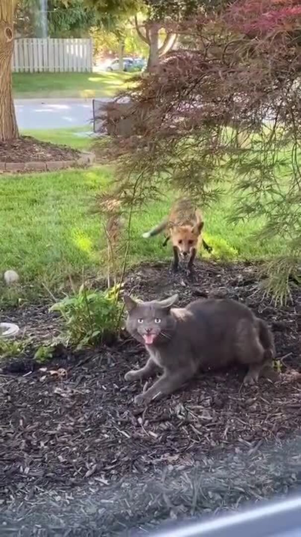 Random Kitty Has Standoff With Fox in Front Yard Jukin Licensing
