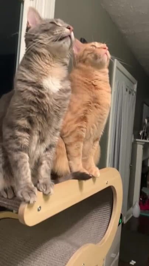 Cats Stare At Ceiling Jukin Licensing