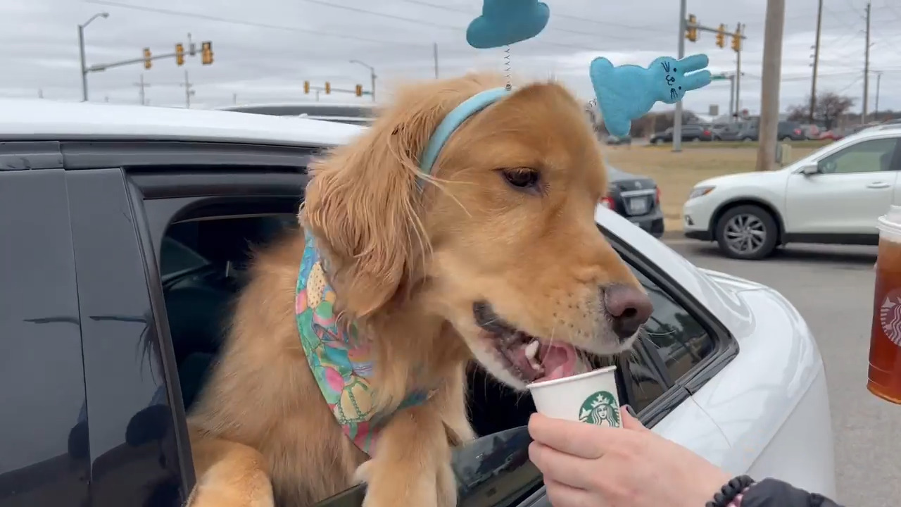 Dog Excitedly Eats Whipped Cream Pup Cup in Car Jukin Licensing