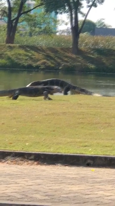 Standoff Between Monitor Lizard and Python | Jukin Licensing