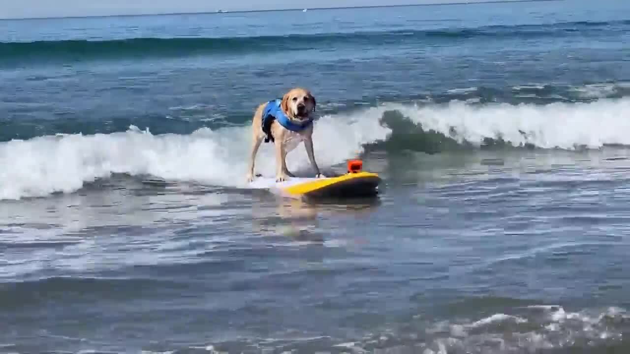 Dog Enjoys Surfing At Coronado Dog Beach Jukin Licensing