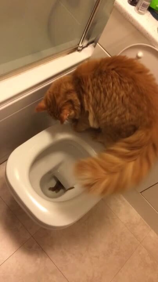 Pet Cat Poops in Human Toilet Jukin Licensing