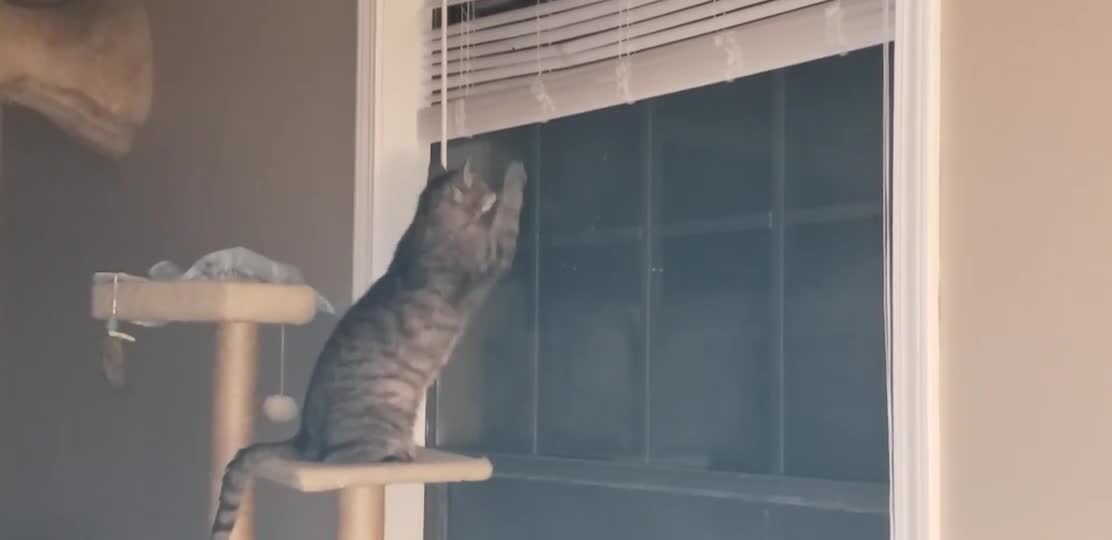 Cat Gets Caught Clawing at a Window Jukin Licensing