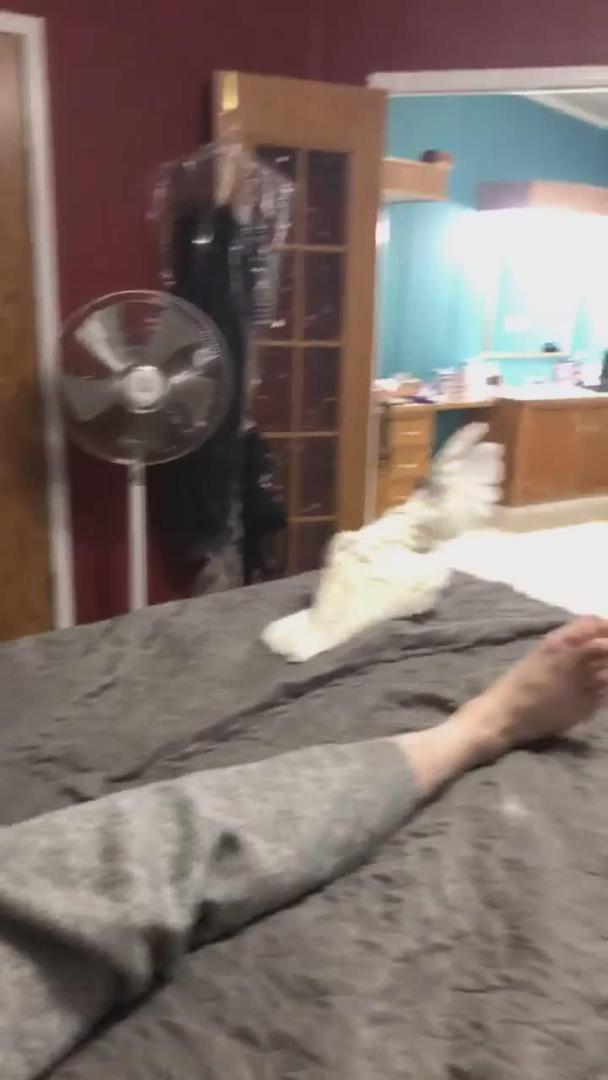 Cockatoo Attacks Owner's Toes Jukin Licensing