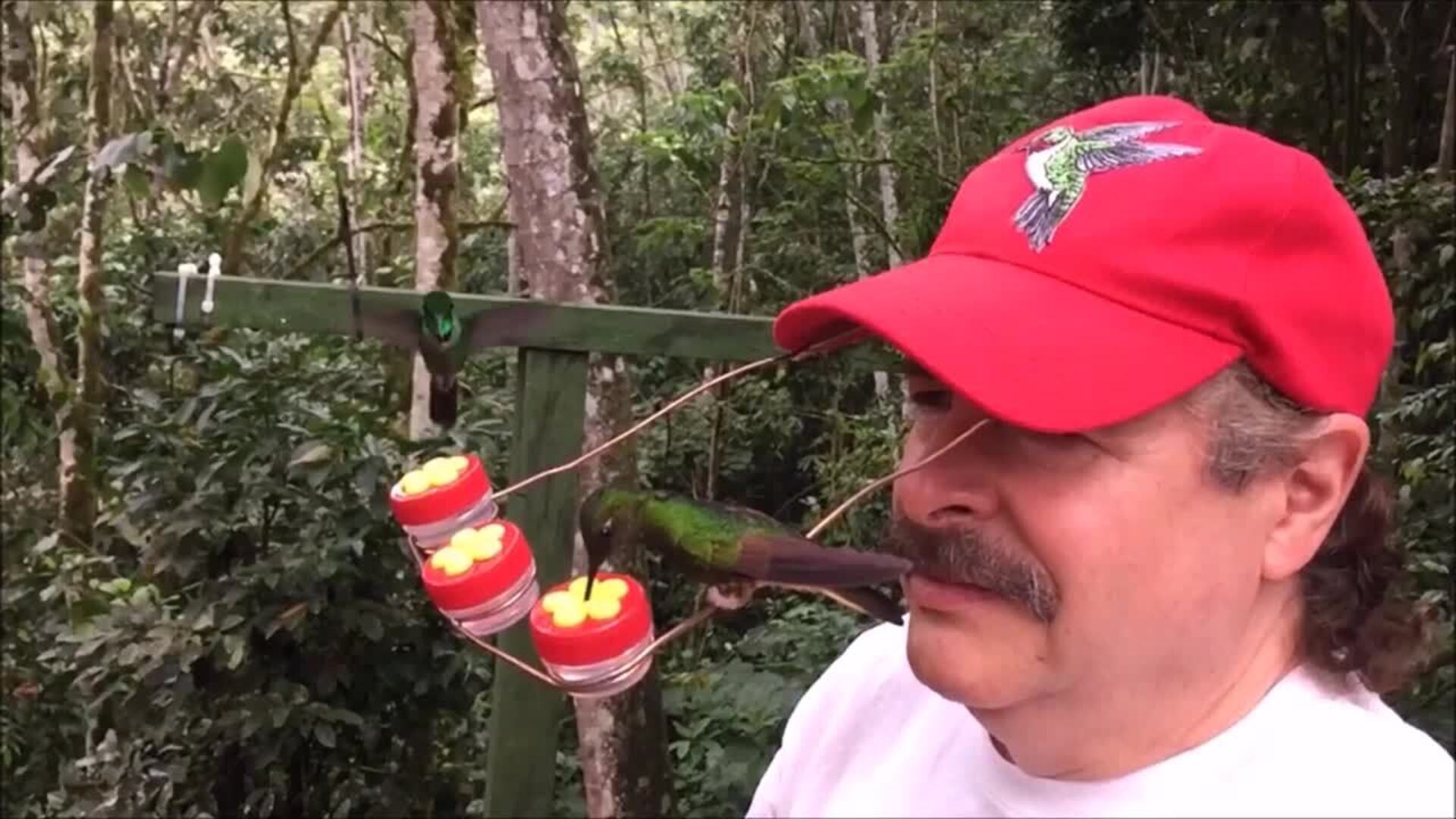 Hummingbird Hat for Bird Lovers Jukin Licensing