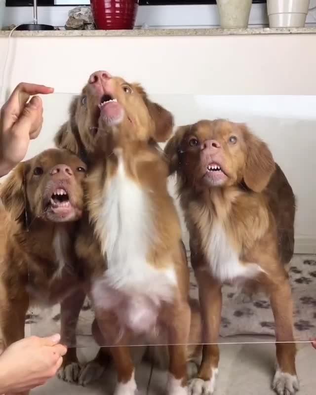 Dogs Stick Their Noses on Glass Slab Looking Confused Jukin Licensing
