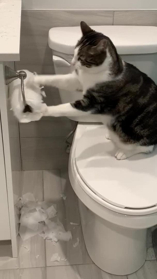 Cat Tries To Unroll And Use Toilet Paper But Fails Jukin Licensing
