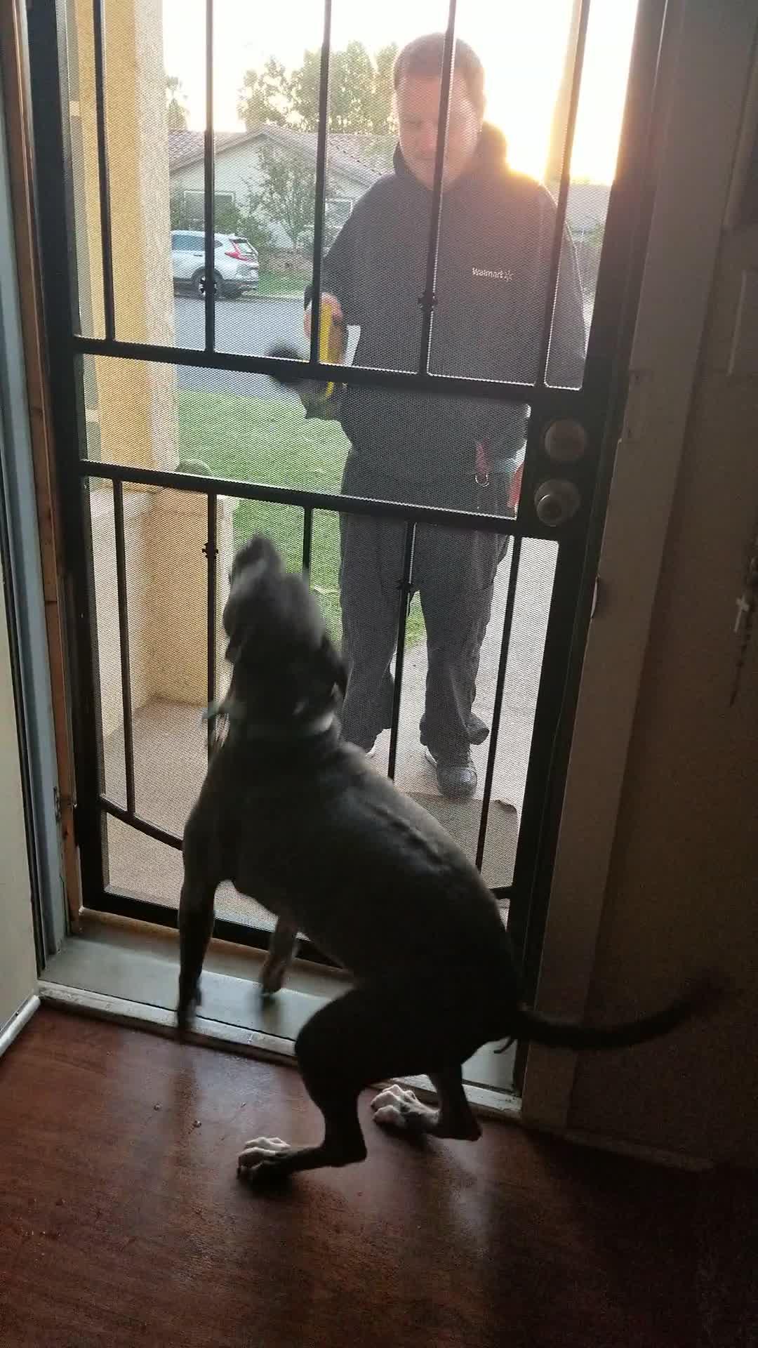 Dog Jumps and Barks When Owner Points Leaf Blower at her Through Screen