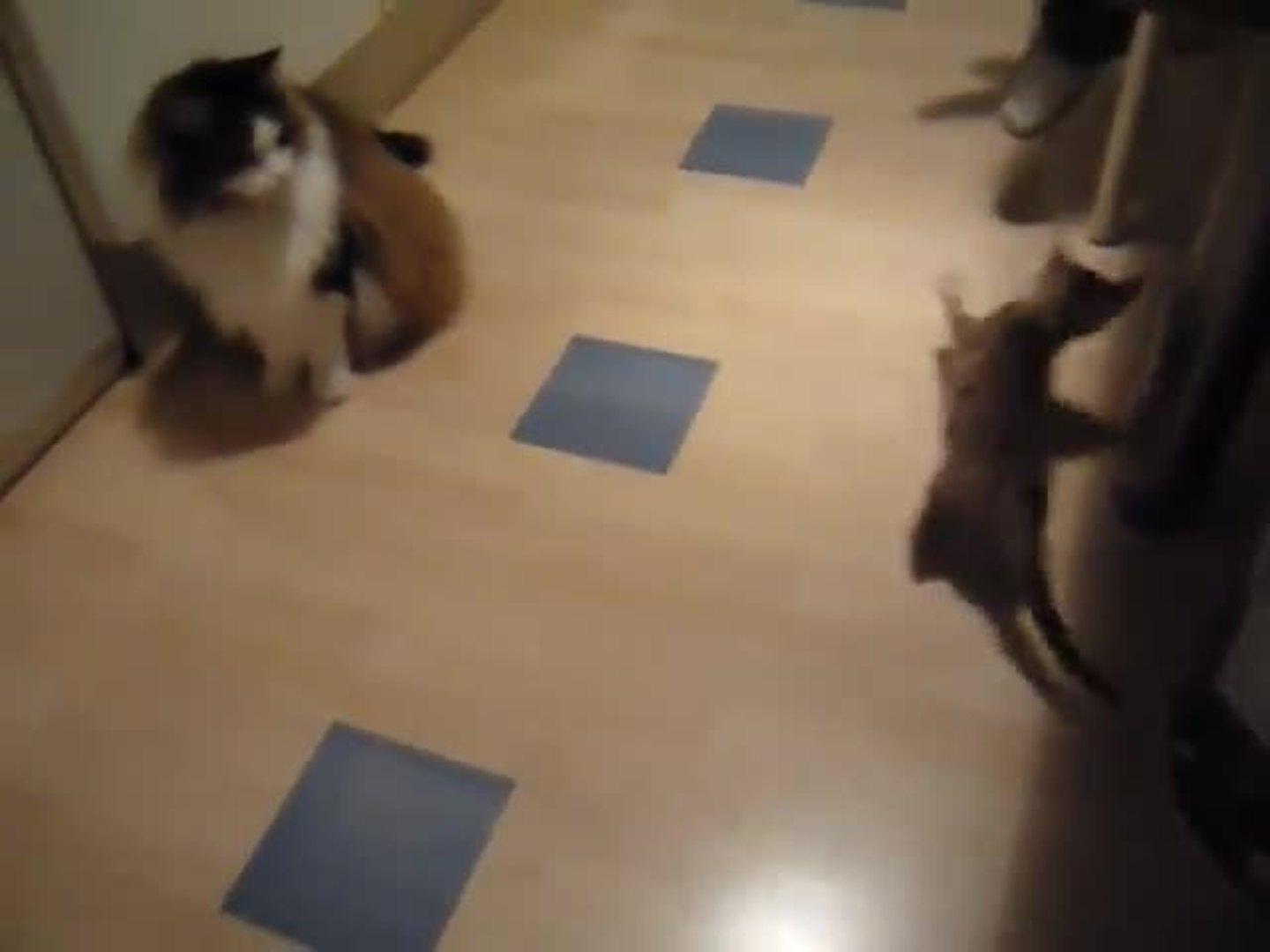 Big Cat vs Little Cat Jukin Licensing