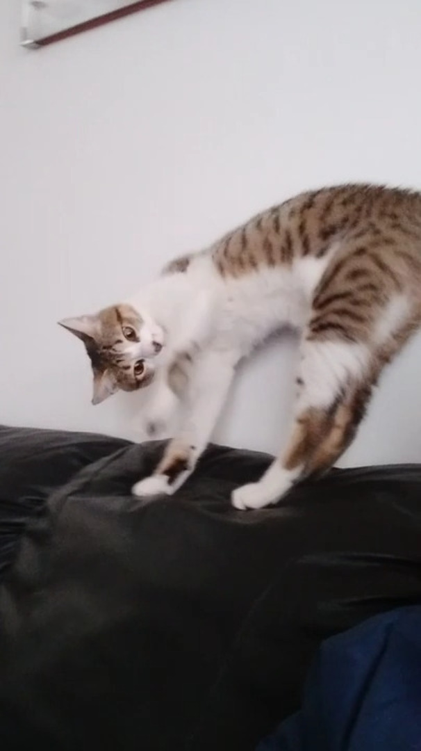 Cat Acts Funny While Walking on Couch Jukin Licensing