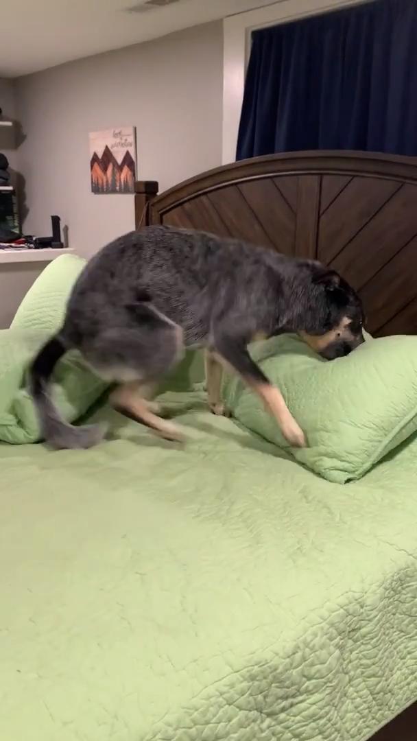 Dog Spins Around and Plays on Bed Jukin Licensing
