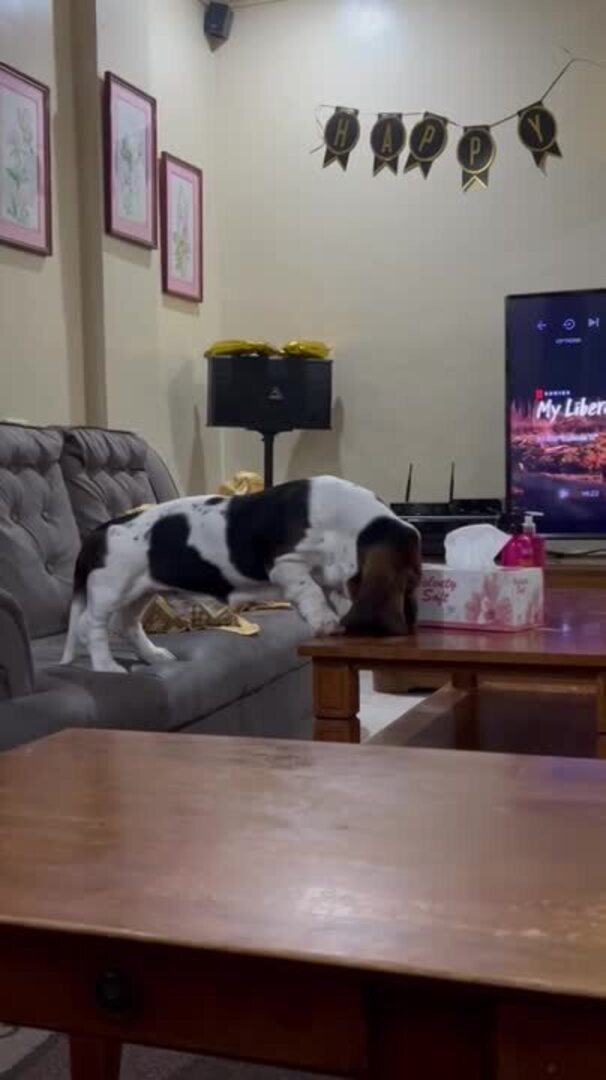 Dog Slips and Falls From Table Jukin Licensing