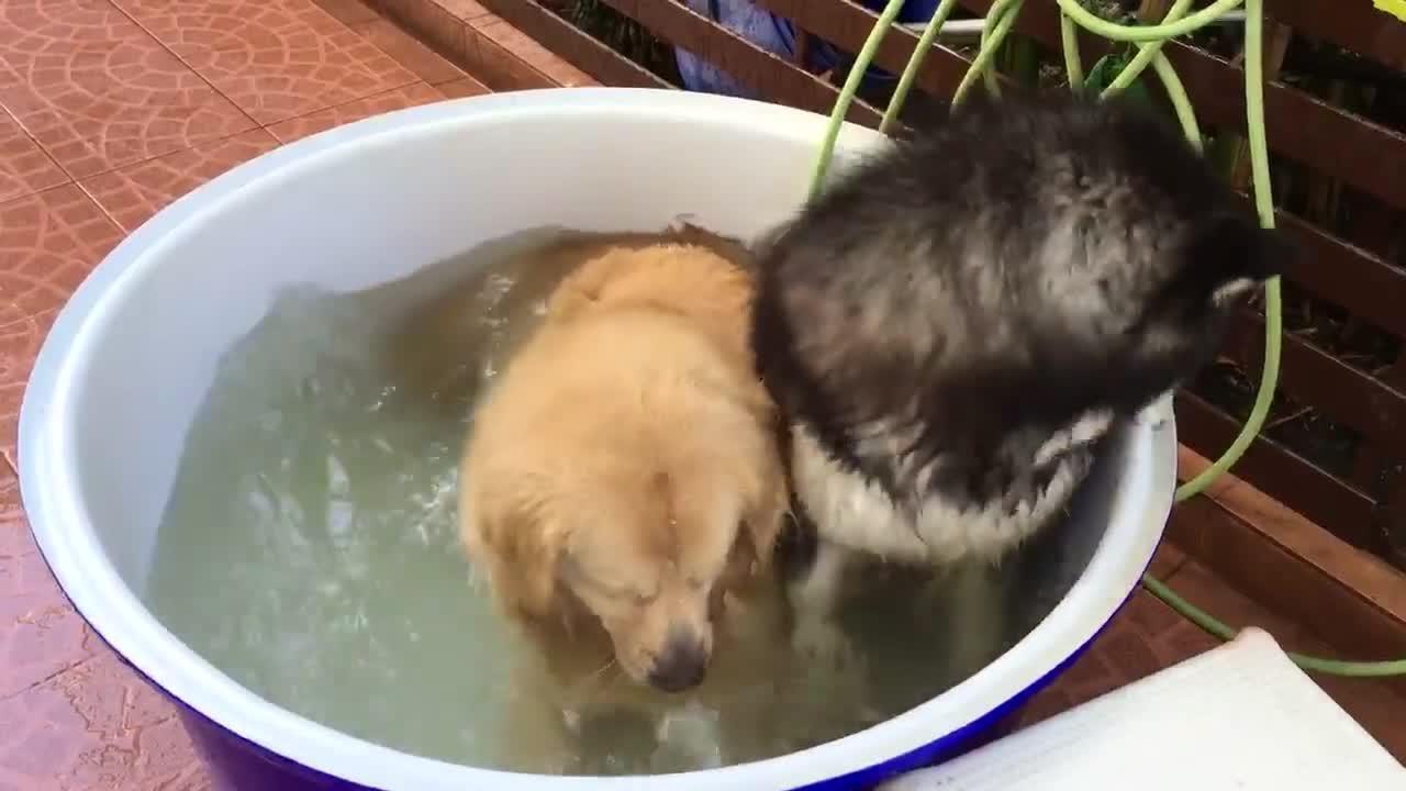 Dogs Take a Bath Jukin Licensing