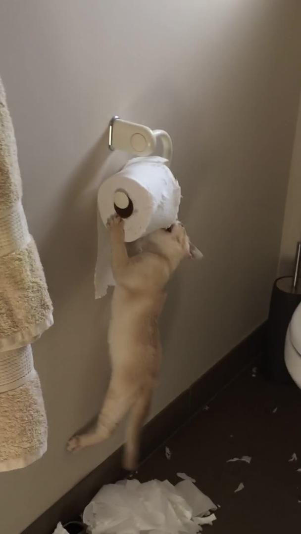 Cat Tears Apart Toilet Paper Jukin Licensing