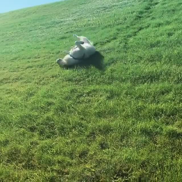 Playful Dog Rolls Over on Grassy Slope Jukin Licensing