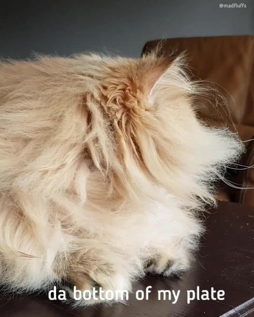 Fluffy Cat Makes Chattering Sound to Express his Emotions Jukin Licensing