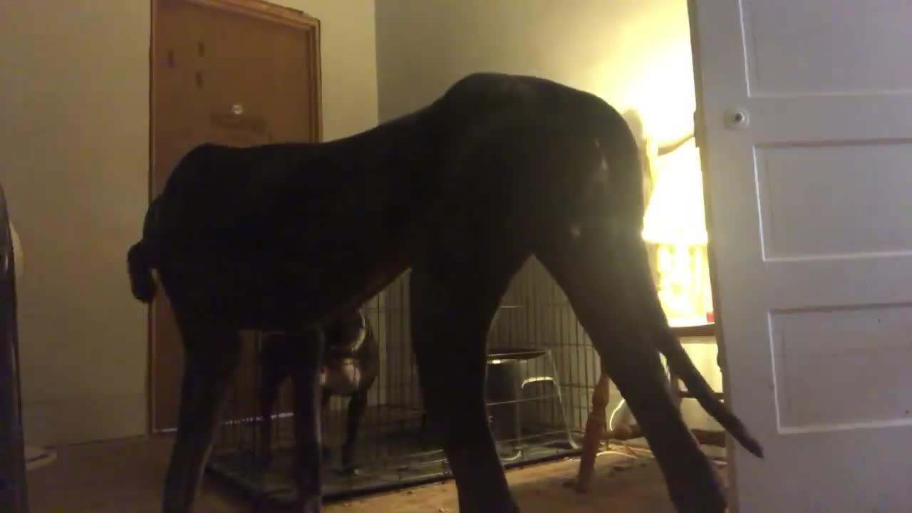 Dog Opens Cage Door to Free His Buddy Jukin Licensing