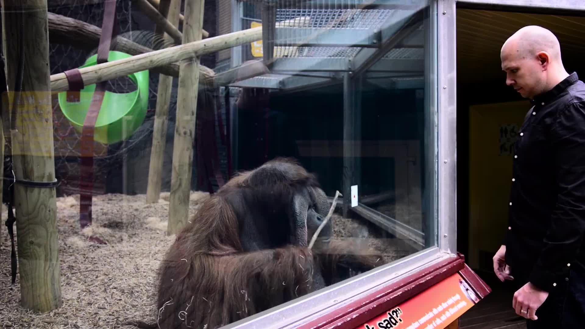 Guy Performs Magic Trick for Orangutan Jukin Licensing