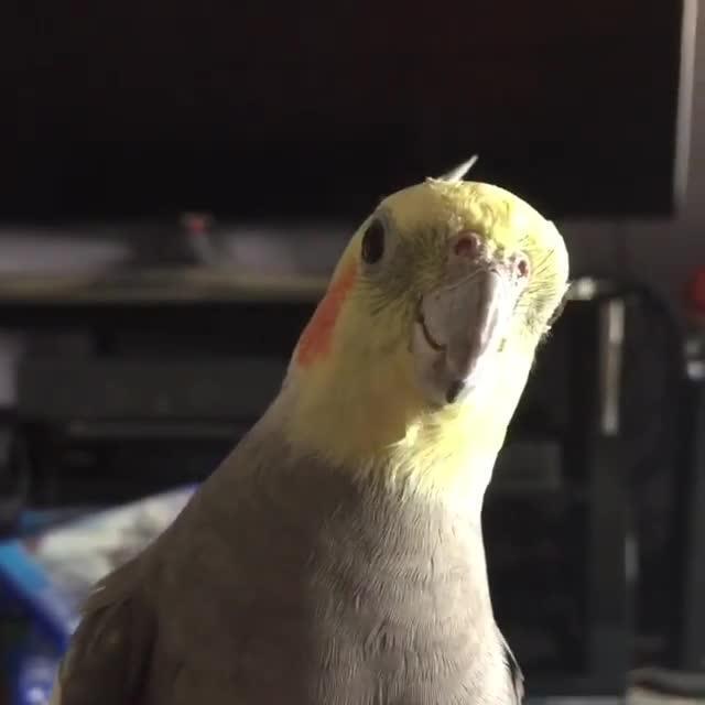 Cockatiel Parrot Honks and Whistles Melodiously Jukin Licensing