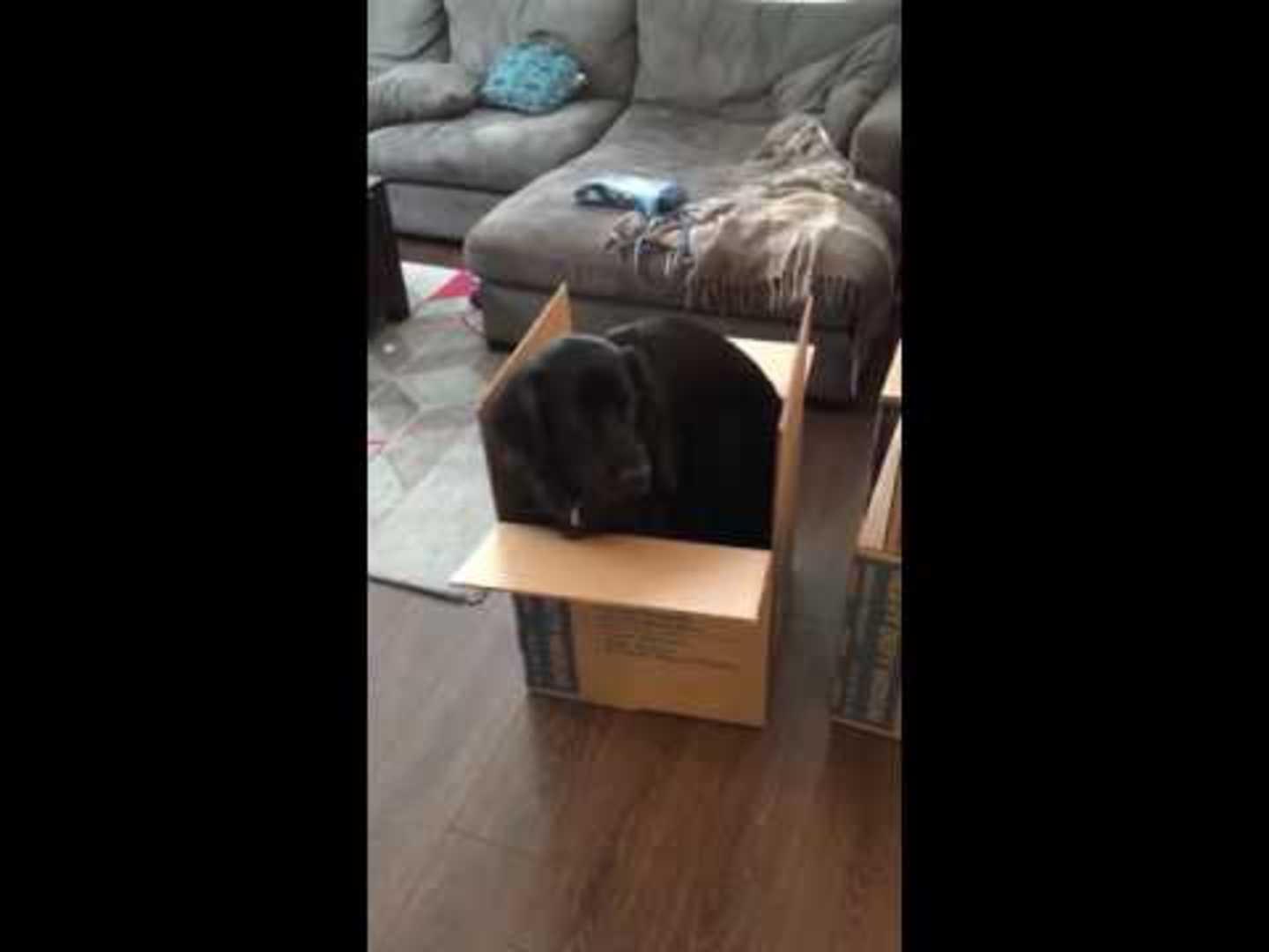 Dog Doesn't Want to Get out of Box Jukin Licensing