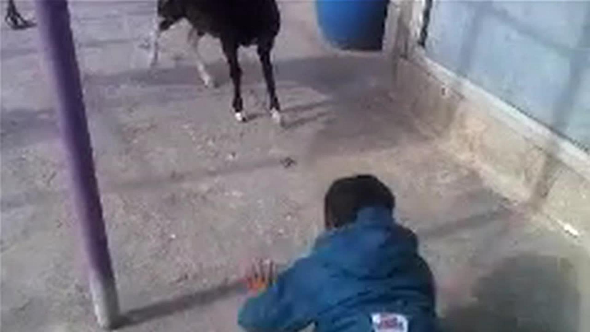 Goat Head Butts Kid Jukin Licensing