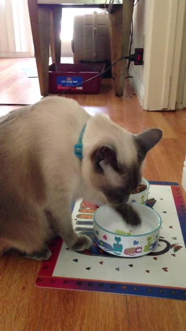 Cat Drinks Water From Paw Jukin Licensing