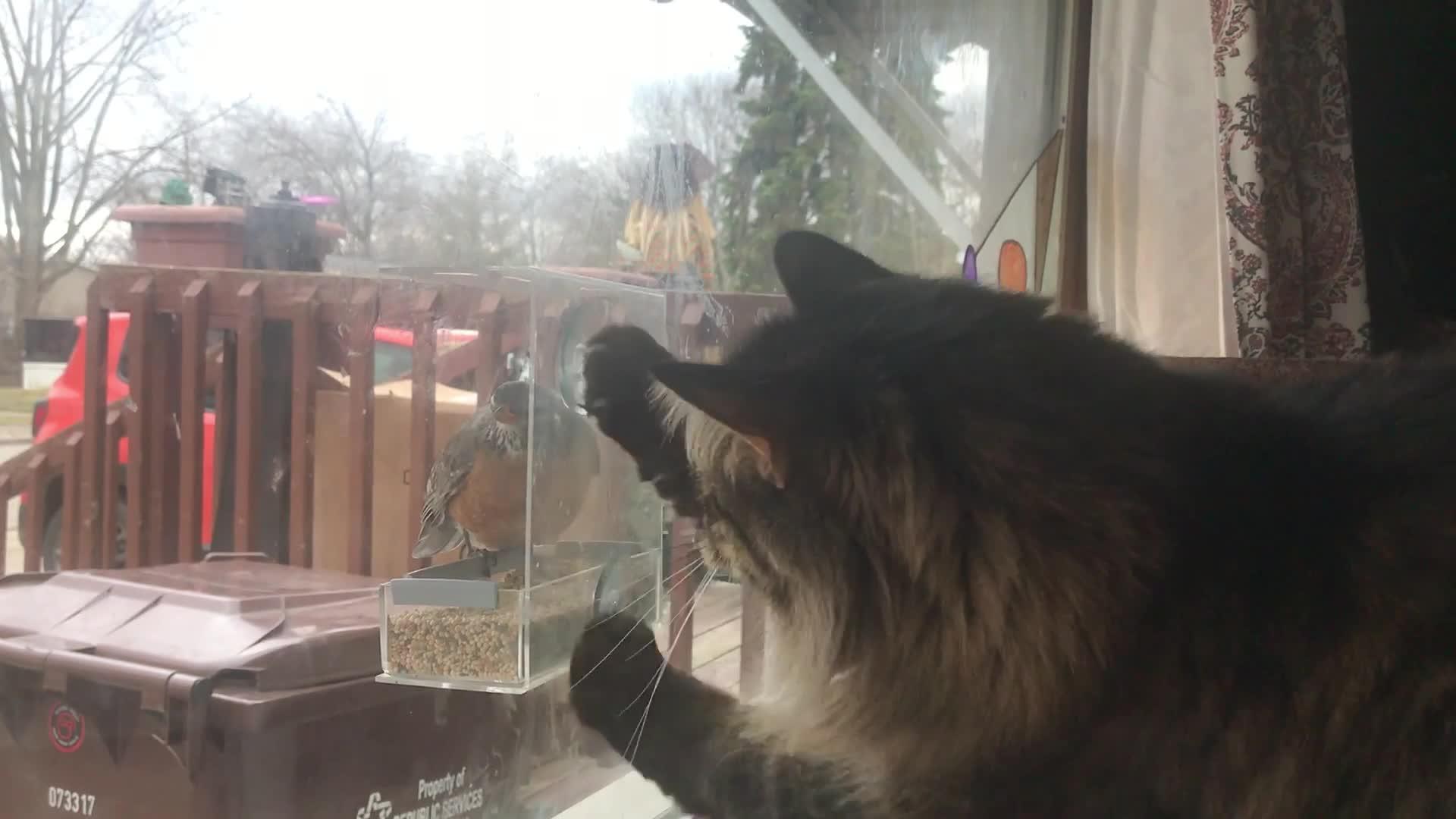 Cat Scratches Glass Window Trying to Catch Bird from Inside Jukin